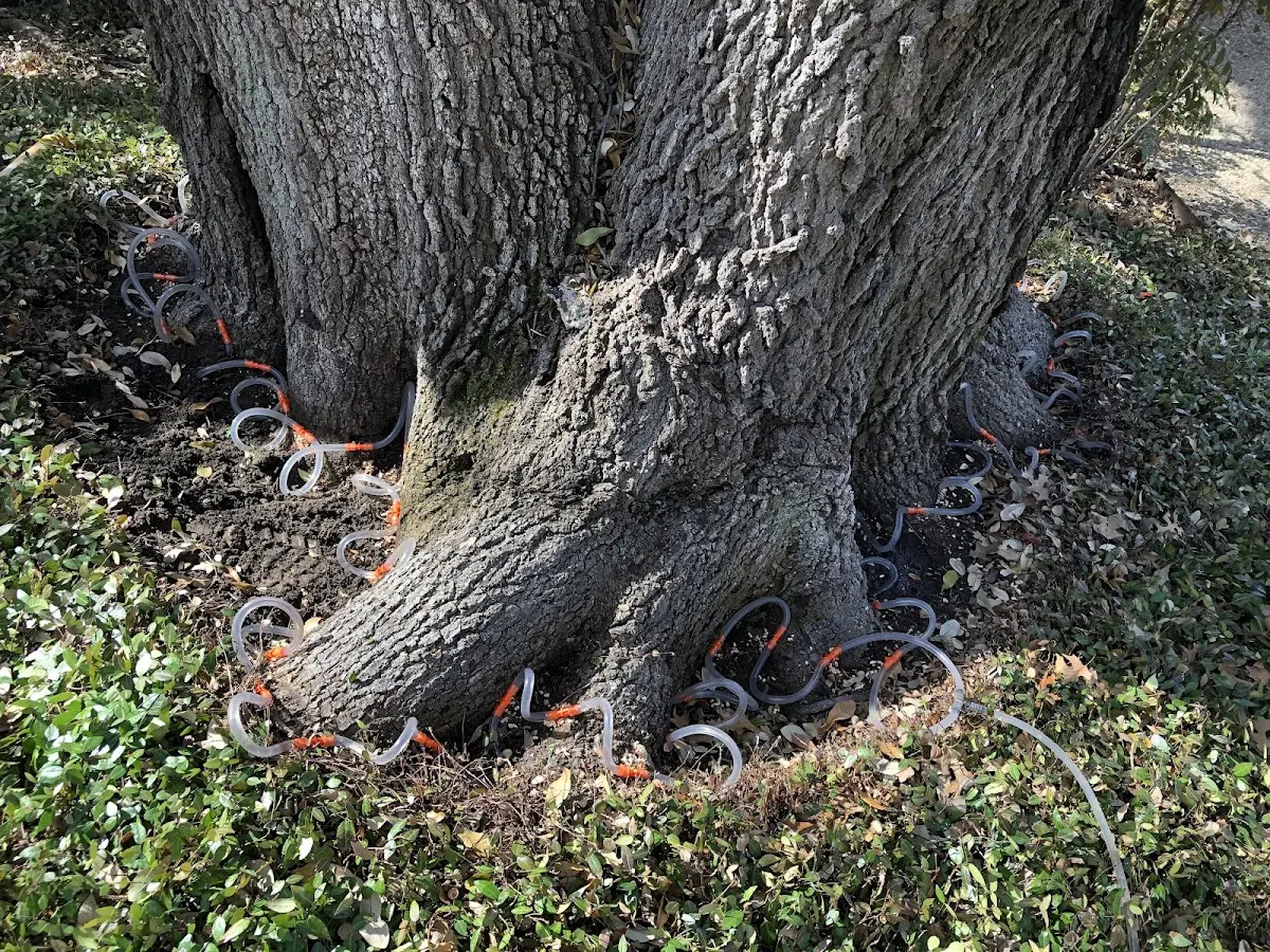 Detailed Tree Cabling and Bracing job site in Hallett