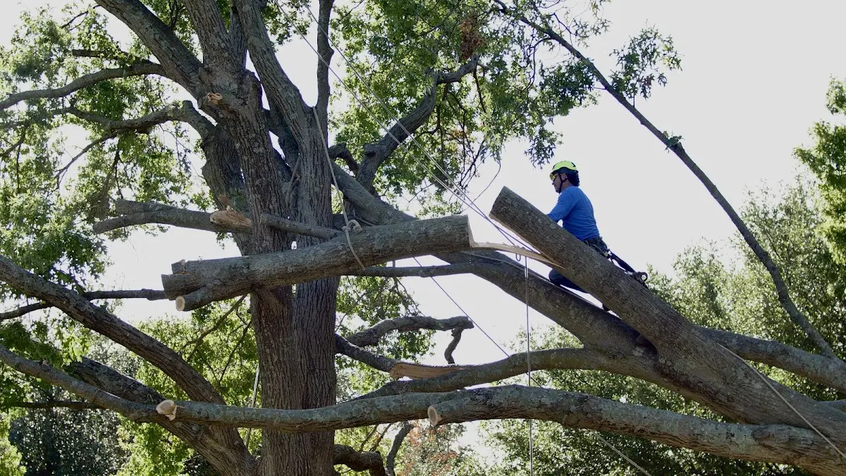 Professional Hazardous Tree Removal performed by certified arborists in Hallett