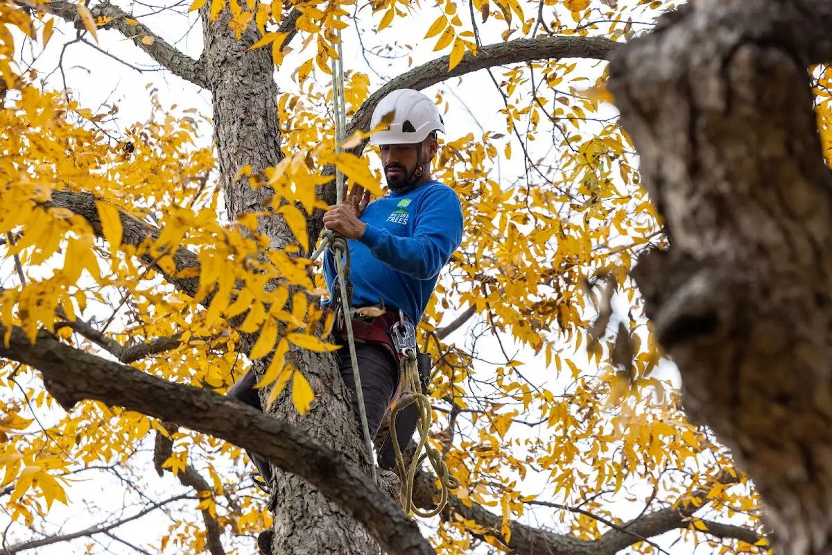 Skilled Storm Damage Cleanup crew working in Hallett