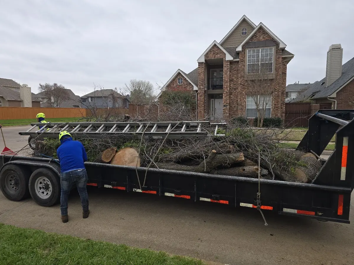 Expert Tree Pest Control with proper safety equipment in Hallett